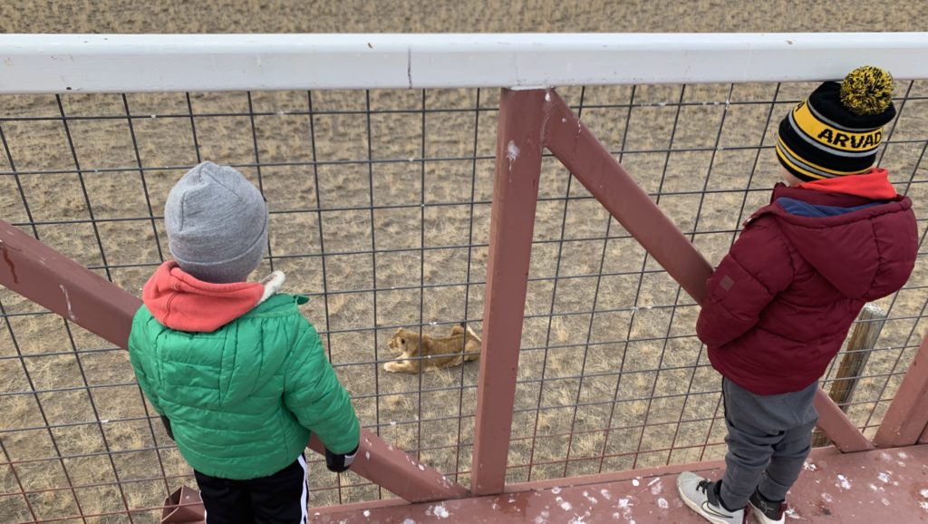 Two boys on outdoor adventures for kids near Denver observe a lion from a fence at the Wild Animal Sanctuary in Denver. 