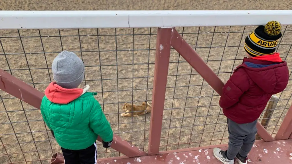 Two boys on outdoor adventures for kids near Denver observe a lion from a fence at the Wild Animal Sanctuary in Denver. 