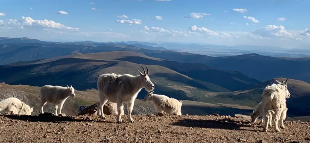 A family of goats on Mount Blue Sky - Mount Evans.  A great sight for outdoor adventures for kids near Denver.