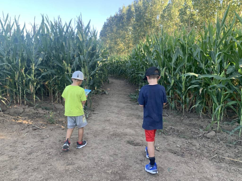 boys, corn maze, at pumpkin patch in Colorado