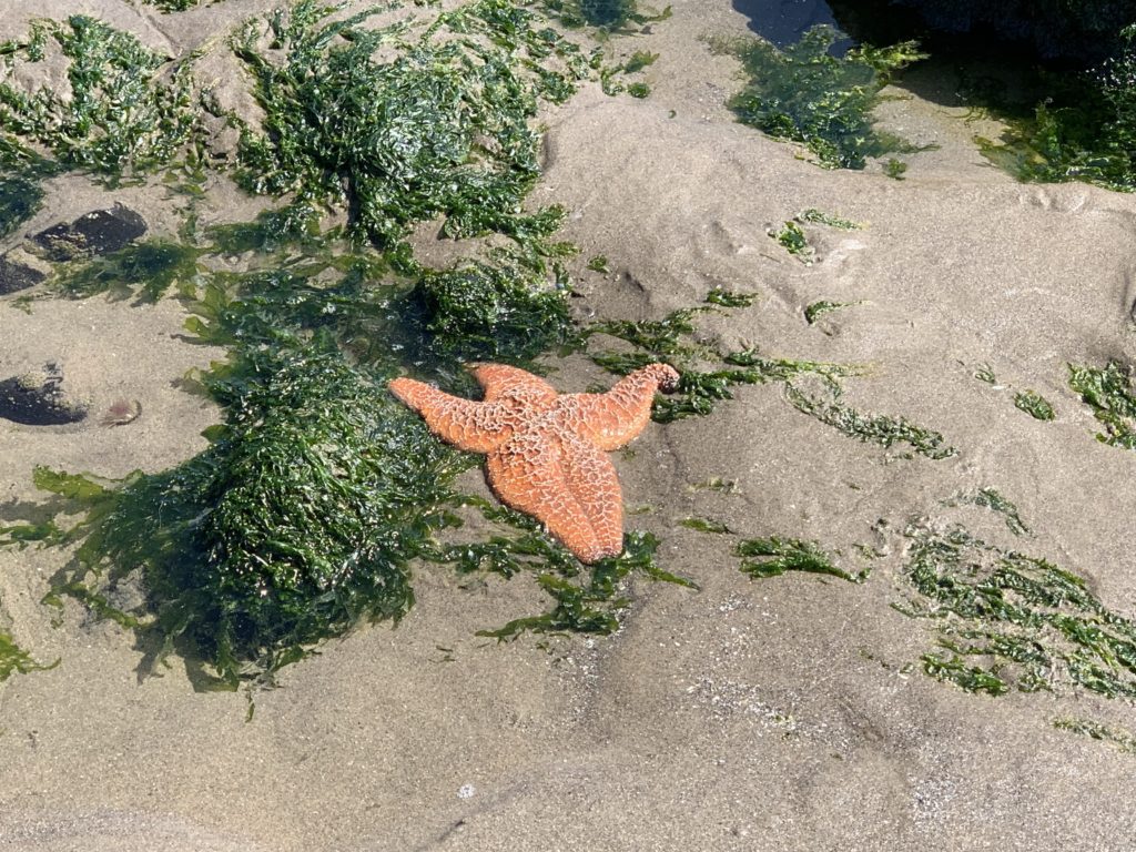 A starfish laying on the sand next to seaweed.