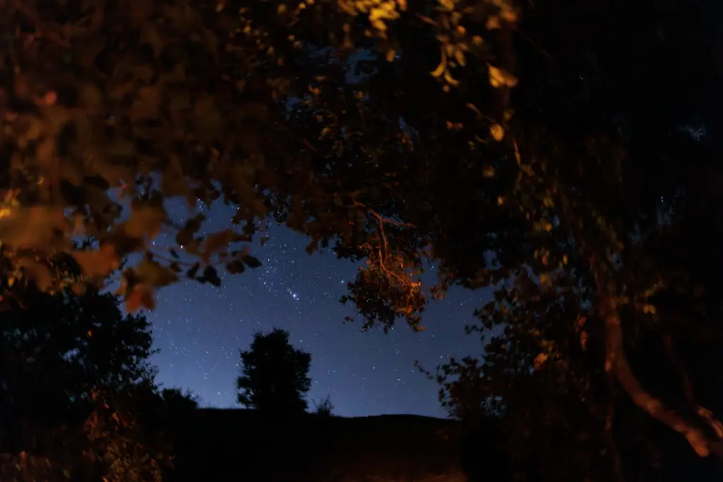 A starry sky over a path in a wooded area. Family glamping in Santa Barbara.