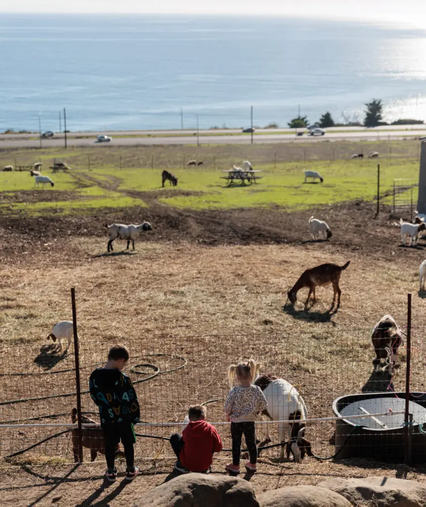 A group of goats in a fenced area. Family glamping in Santa Barbara.