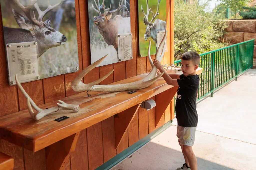 A young boy in a black shirt examines large antlers displayed on a wooden shelf with photographs of deer mounted on the wall behind him in an outdoor exhibit.  South Dakota with kids