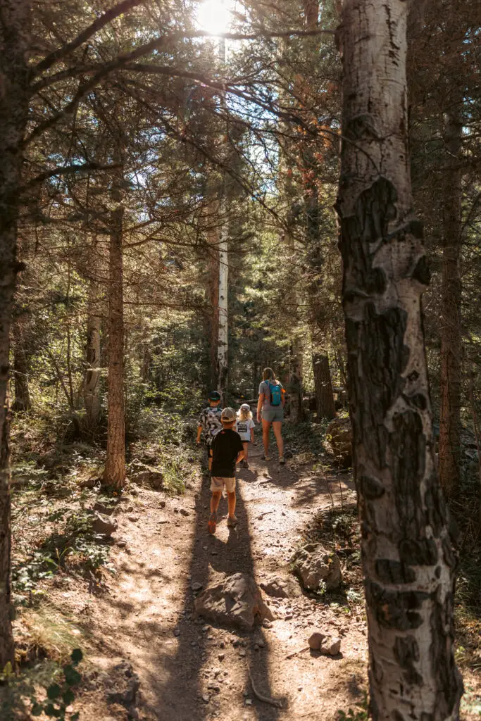 Three children and an adult hike along a sunlit forest trail surrounded by tall trees.  2 days in Ouray with kids.