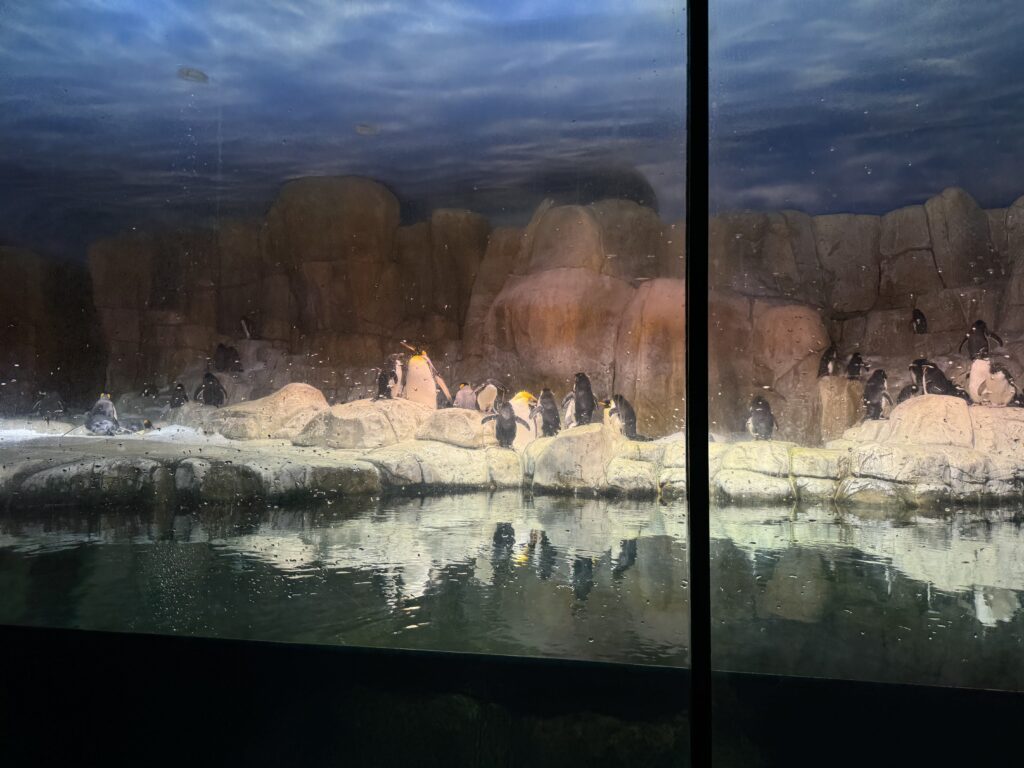 Penguins are gathered on rocky terrain beside a reflective water surface in a dimly lit enclosure.  Omaha Zoo with kids.