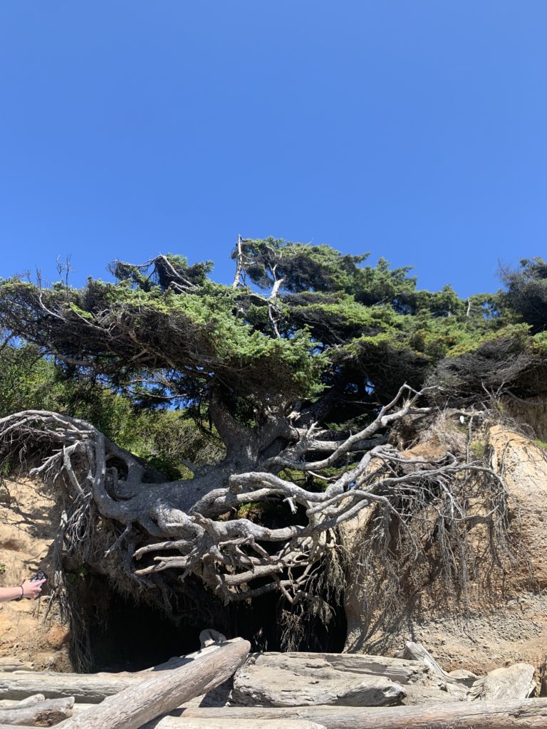 A travel destination where families and kids can explore a tree growing out of a cliff on a beach.