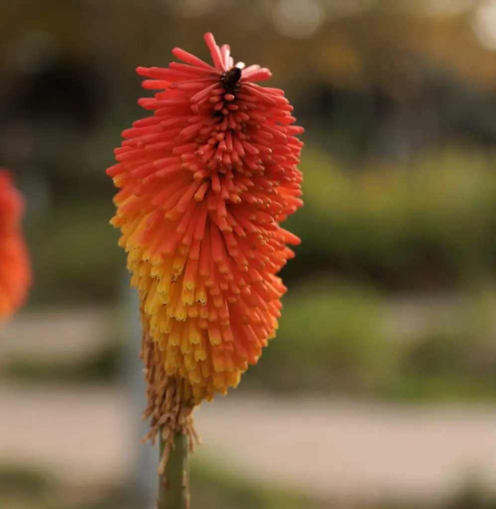 A vibrant red and orange torch lily flower stands in sharp focus against a soft, blurred garden background. Tongva Park, Santa Monica Playground