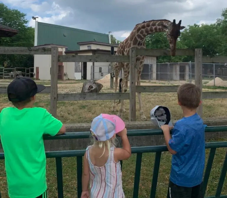 Three children stand at a fence, watching a giraffe inside an enclosure at a zoo. Free zoo in Madison