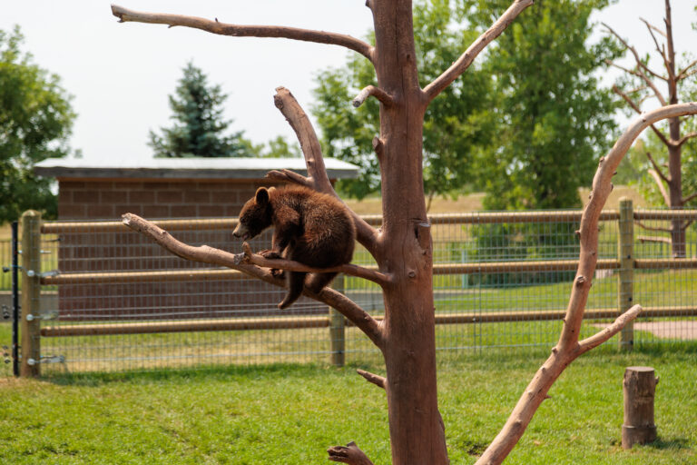 A brown bear cub is perched on the branches of a tree in an enclosed outdoor area, with a fence and greenery in the background. South Dakota with Kids, Bear Country USA.