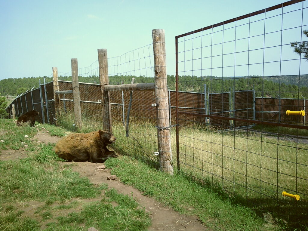 Two bears are resting near a wire fence in an open grassy area. The enclosure has vertical wooden posts supporting the fence. The sky is clear, and trees are visible in the background. South Dakota with Kids, Bear Country USA.