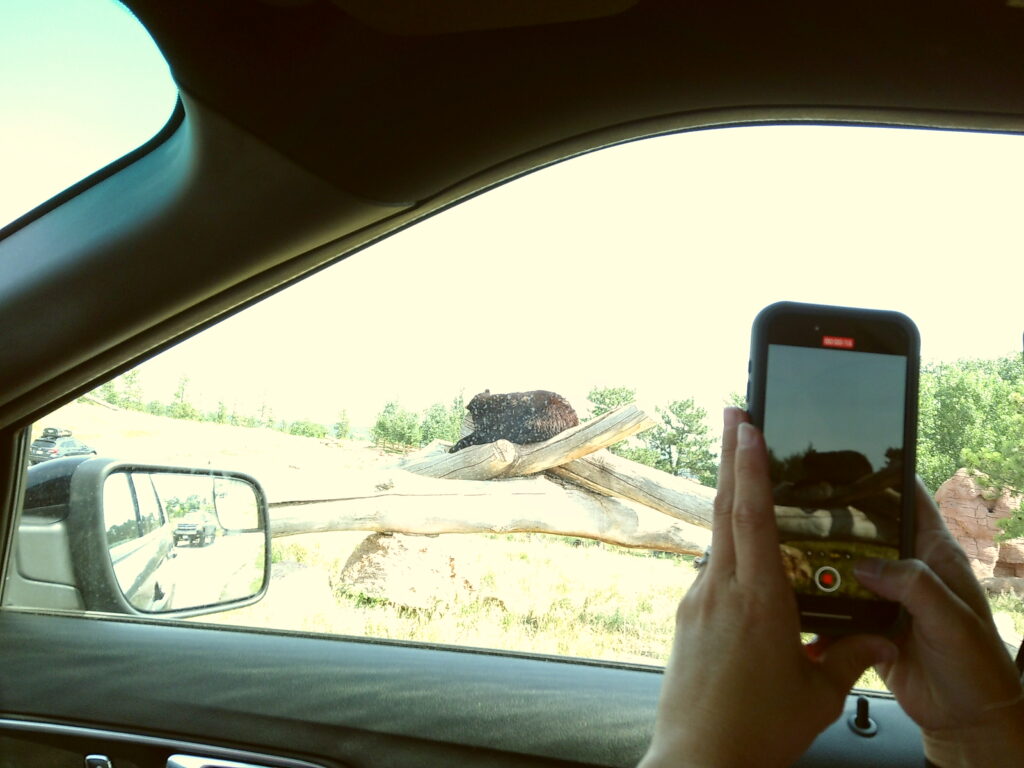 Person in a car taking a photo of a bear through an open car window. The bear is laying on a large log in an outdoor setting.  South Dakota with Kids, Bear Country USA.