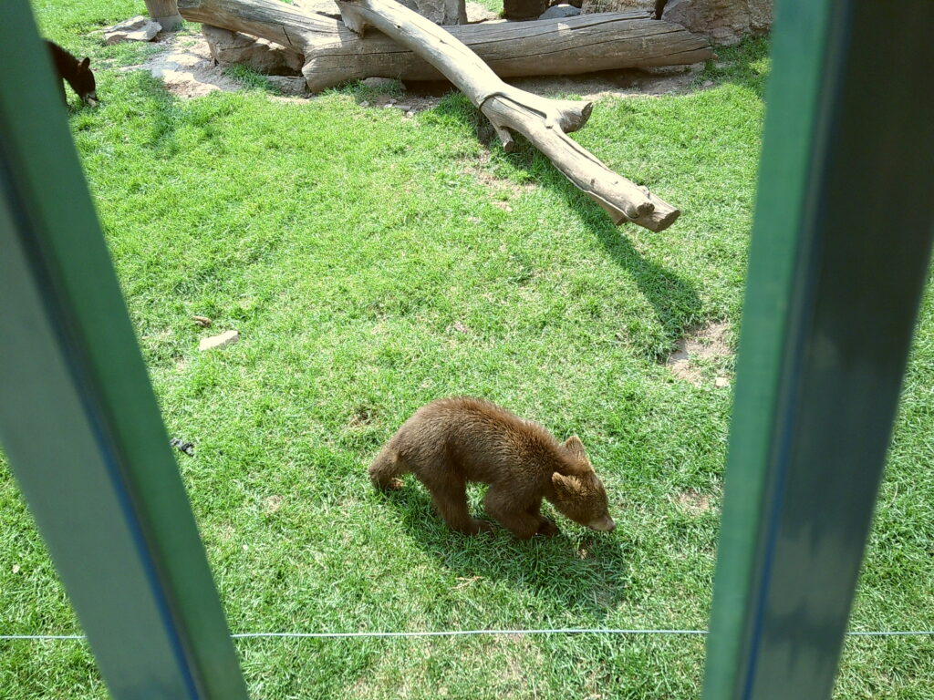 A small bear cub walks on green grass near wooden logs, viewed through green bars.  South Dakota with Kids, Bear Country USA.