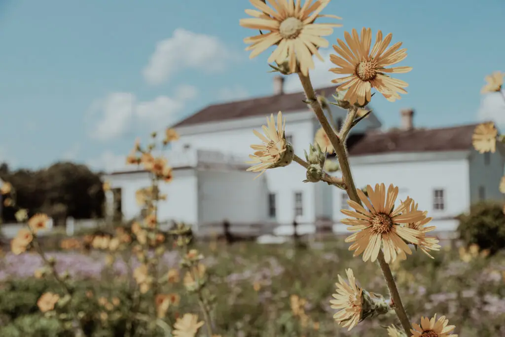 Yellow wildflowers in focus with a white farmhouse and blue sky in the background.