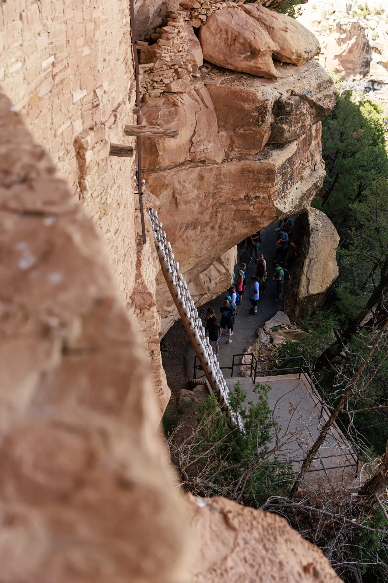 People are climbing a wooden ladder along a narrow, rocky cliffside path in Mesa Verde. Dense trees spread out below, while part of an ancient stone structure rises on the left, offering a glimpse into history—a perfect adventure with kids to inspire awe and curiosity.  Mesa Verde with kids.